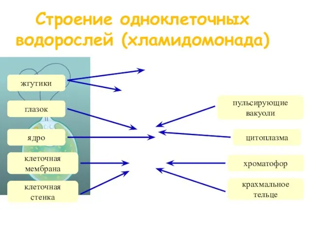 Строение одноклеточных водорослей (хламидомонада) жгутики ядро пульсирующие вакуоли хроматофор крахмальное тельце глазок