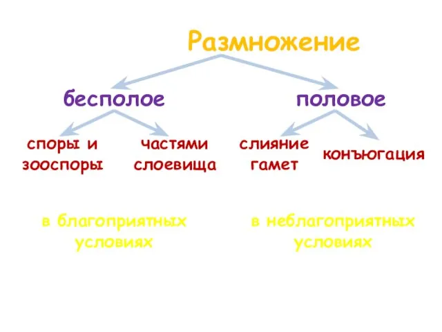 Размножение бесполое половое споры и зооспоры частями слоевища в благоприятных условиях в