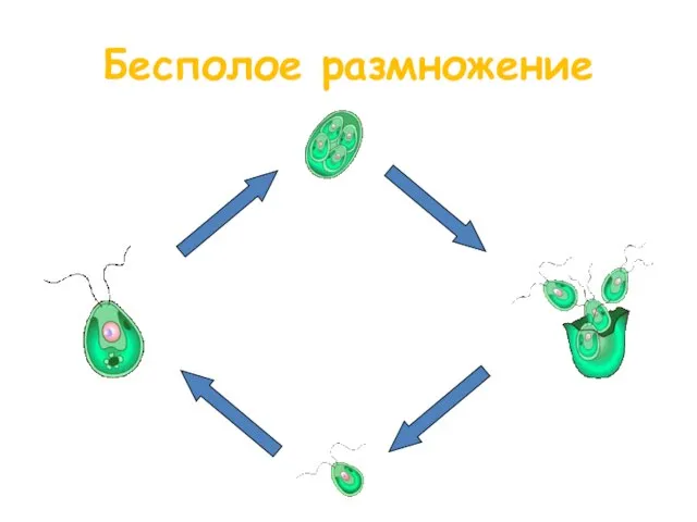 Бесполое размножение