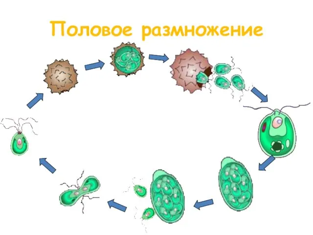 Половое размножение