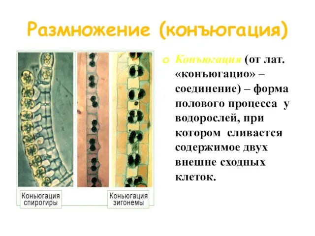 Размножение (конъюгация) Конъюгация (от лат. «конъюгацио» – соединение) – форма полового процесса