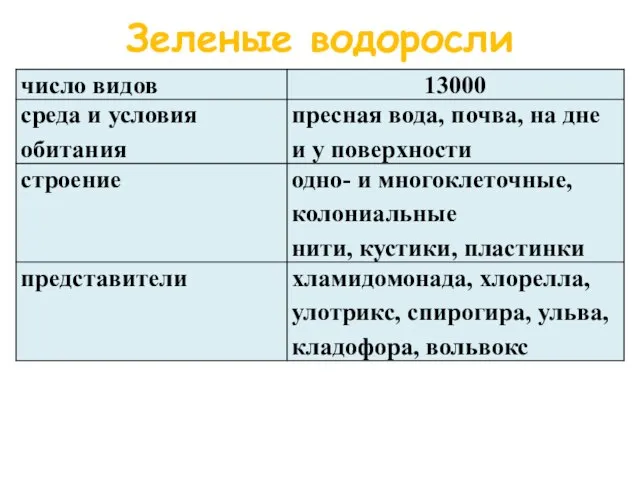 Зеленые водоросли