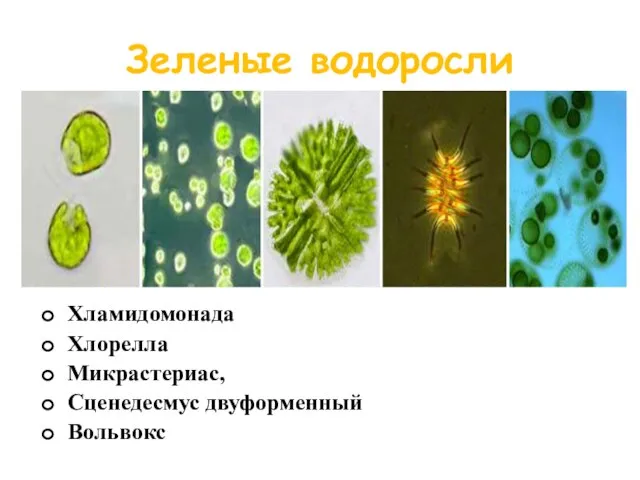 Зеленые водоросли Хламидомонада Хлорелла Микрастериас, Сценедесмус двуформенный Вольвокс