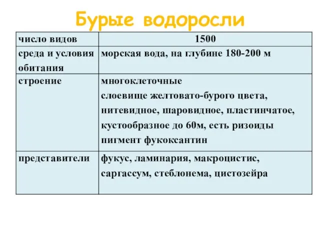 Бурые водоросли