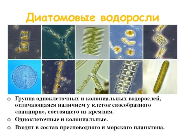 Диатомовые водоросли Группа одноклеточных и колониальных водорослей, отличающаяся наличием у клеток своеобразного