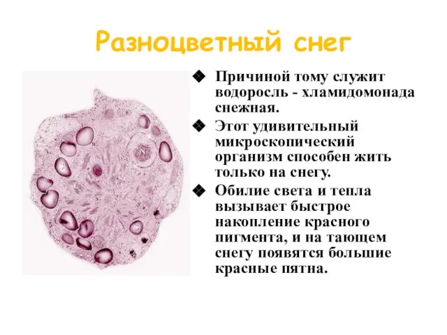 Разноцветный снег Причиной тому служит водоросль - хламидомонада снежная. Этот удивительный микроскопический