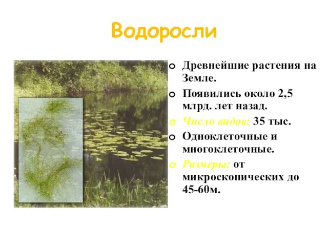 Водоросли Древнейшие растения на Земле. Появились около 2,5 млрд. лет назад. Число