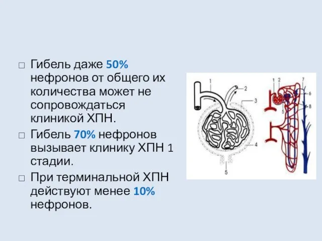 Гибель даже 50% нефронов от общего их количества может не сопровождаться клиникой