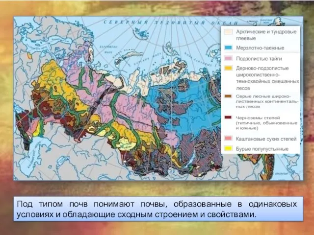 Под типом почв понимают почвы, образованные в одинаковых условиях и обладающие сходным строением и свойствами.