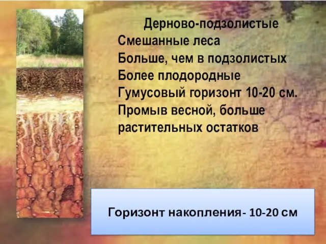 Дерново-подзолистые Смешанные леса Больше, чем в подзолистых Более плодородные Гумусовый горизонт 10-20