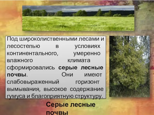 Под широколиственными лесами и лесостепью в условиях континентального, умеренно влажного климата сформировались