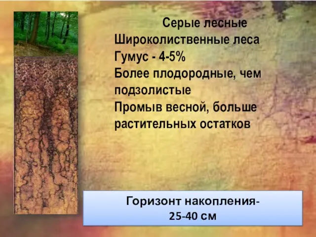 Серые лесные Широколиственные леса Гумус - 4-5% Более плодородные, чем подзолистые Промыв