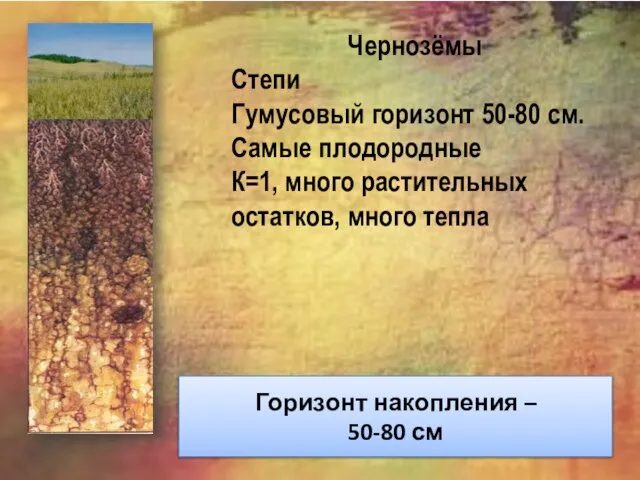 Горизонт накопления – 50-80 см Чернозёмы Степи Гумусовый горизонт 50-80 см. Самые