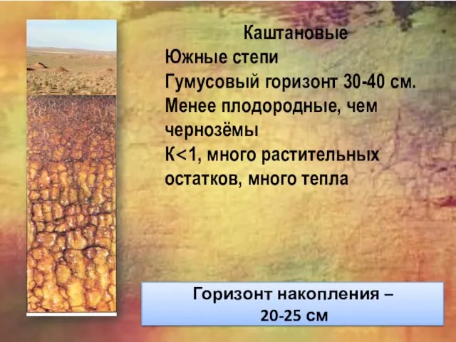 Горизонт накопления – 20-25 см Каштановые Южные степи Гумусовый горизонт 30-40 см.