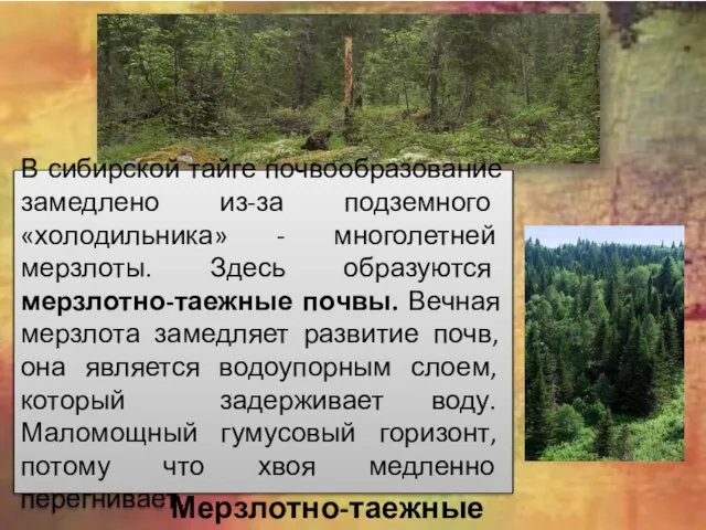 В сибирской тайге почвообразование замедлено из-за подземного «холодильника» - многолетней мерзлоты. Здесь