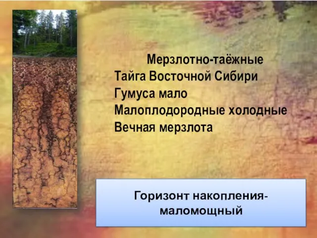 Мерзлотно-таёжные Тайга Восточной Сибири Гумуса мало Малоплодородные холодные Вечная мерзлота Горизонт накопления- маломощный