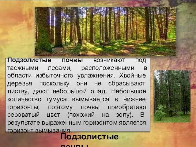 Подзолистые почвы возникают под таежными лесами, расположенными в области избыточного увлажнения. Хвойные