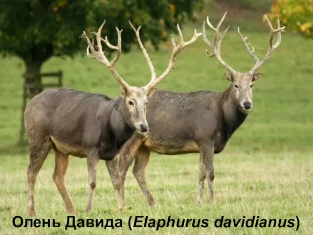 Олень Давида (Elaphurus davidianus)