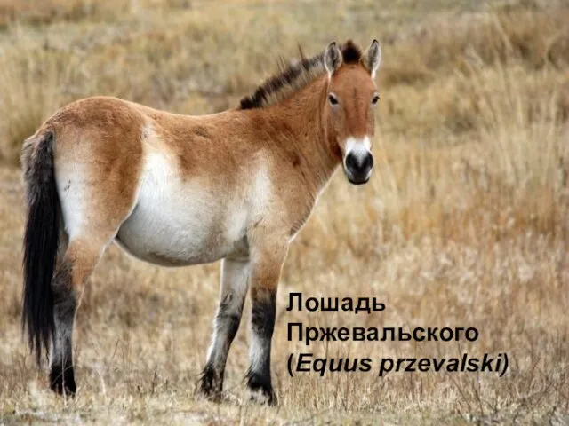 Лошадь Пржевальского (Equus przevalski)