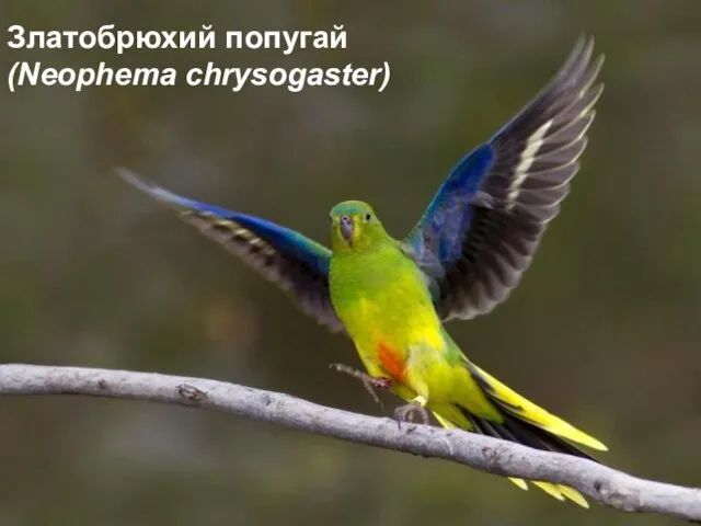 Златобрюхий попугай (Neophema chrysogaster)