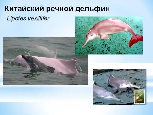 Китайский речной дельфин Lipotes vexillifer