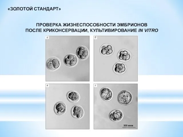 ПРОВЕРКА ЖИЗНЕСПОСОБНОСТИ ЭМБРИОНОВ ПОСЛЕ КРИКОНСЕРВАЦИИ, КУЛЬТИВИРОВАНИЕ IN VITRO «ЗОЛОТОЙ СТАНДАРТ»