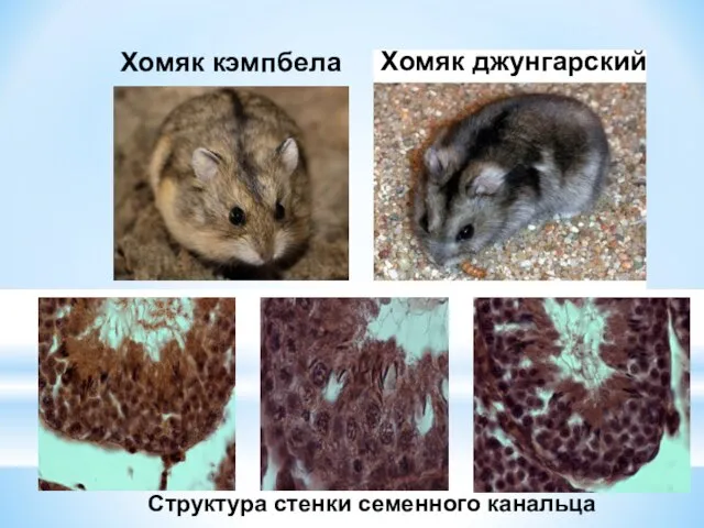 Хомяк кэмпбела Хомяк джунгарский Структура стенки семенного канальца