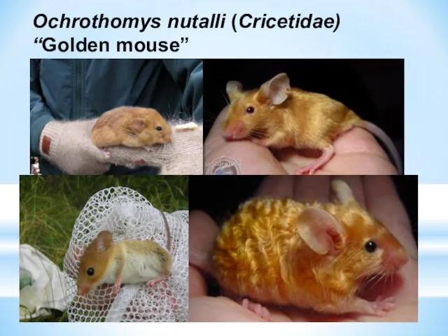 Ochrothomys nutalli (Cricetidae) “Golden mouse”