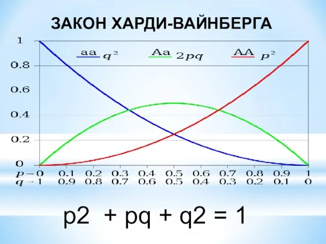 p2 + pq + q2 = 1 ЗАКОН ХАРДИ-ВАЙНБЕРГА