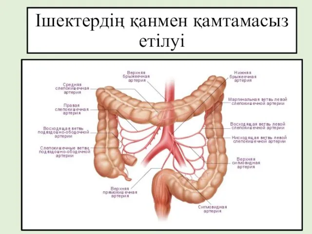 Ішектердің қанмен қамтамасыз етілуі