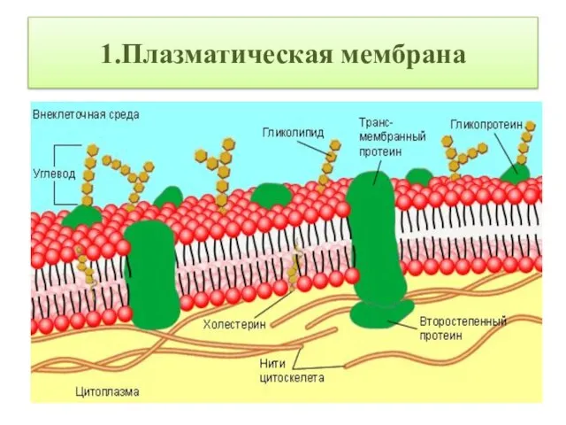 1.Плазматическая мембрана