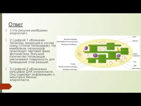 Ответ 1) На рисунке изображен хлоропласт. 2) Цифрой 1 обозначен тилакоид, входящий