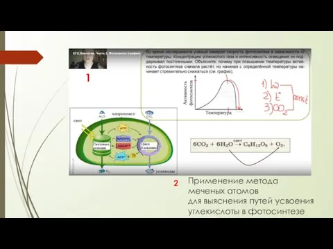 Применение метода меченых атомов для выяснения путей усвоения углекислоты в фотосинтезе 1 2