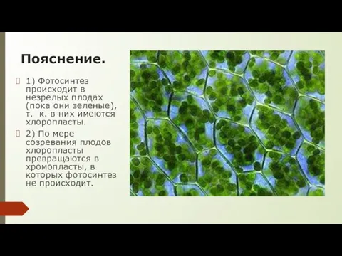 Пояснение. 1) Фотосинтез происходит в незрелых плодах (пока они зеленые), т. к.