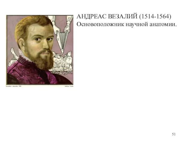 АНДРЕАС ВЕЗАЛИЙ (1514-1564) Основоположник научной анатомии.