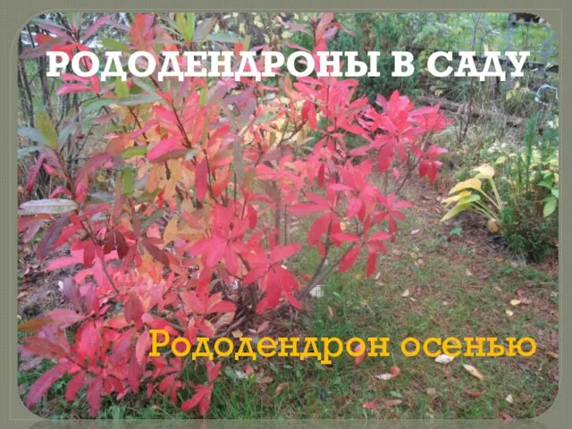 РОДОДЕНДРОНЫ В САДУ Рододендрон осенью