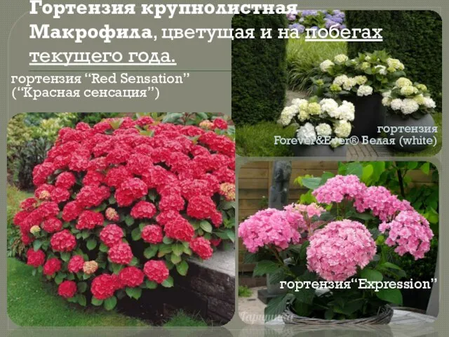 гортензия “Red Sensation” (“Красная сенсация”) гортензия Forever&Ever® Белая (white) гортензия“Expression” Гортензия крупнолистная