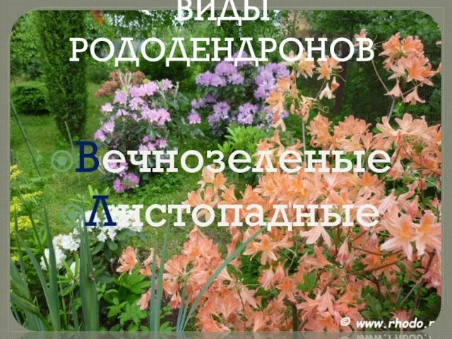 ВИДЫ РОДОДЕНДРОНОВ Вечнозеленые Листопадные