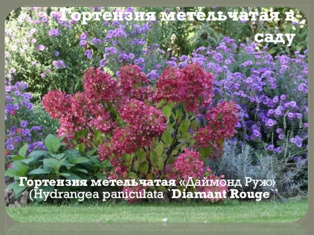 Гортензия метельчатая в саду Гортензия метельчатая «Даймонд Руж» (Hydrangea paniculata `Diamant Rouge``