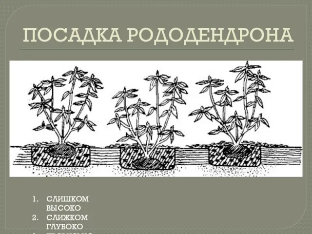 ПОСАДКА РОДОДЕНДРОНА СЛИШКОМ ВЫСОКО СЛИЖКОМ ГЛУБОКО ПРАВИЛЬНО