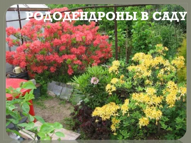 РОДОДЕНДРОНЫ В САДУ