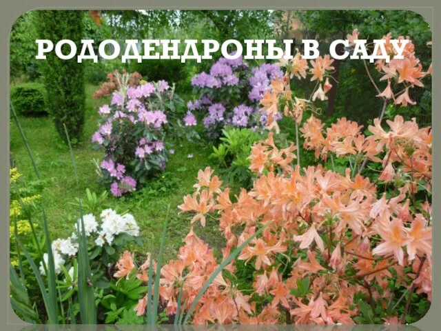 РОДОДЕНДРОНЫ В САДУ