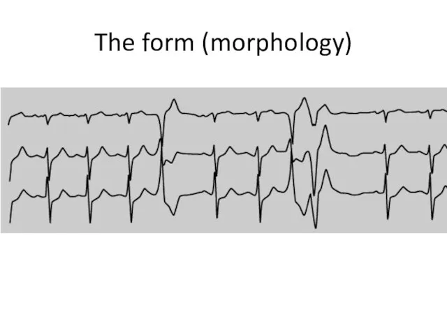 The form (morphology)