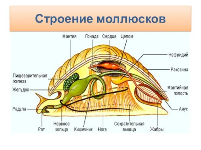 Строение моллюсков