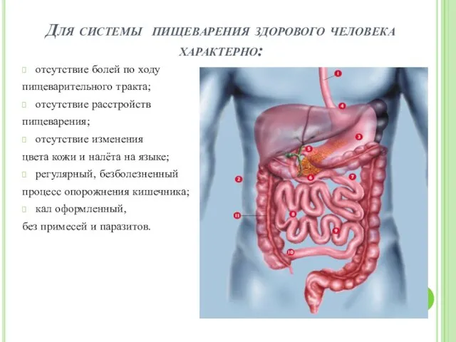 Для системы пищеварения здорового человека характерно: отсутствие болей по ходу пищеварительного тракта;