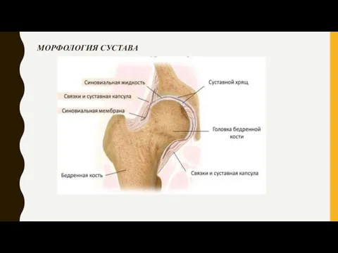 МОРФОЛОГИЯ СУСТАВА