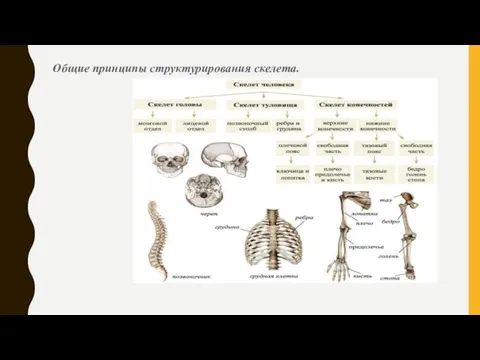 Общие принципы структурирования скелета.