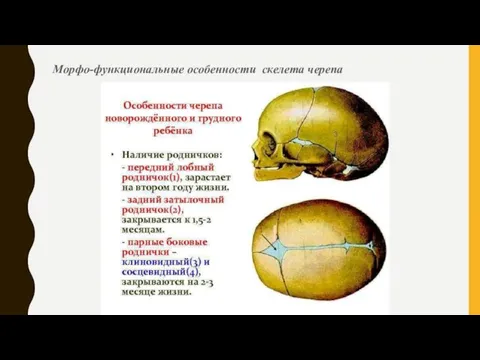 Морфо-функциональные особенности скелета черепа