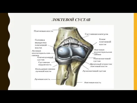 ЛОКТЕВОЙ СУСТАВ