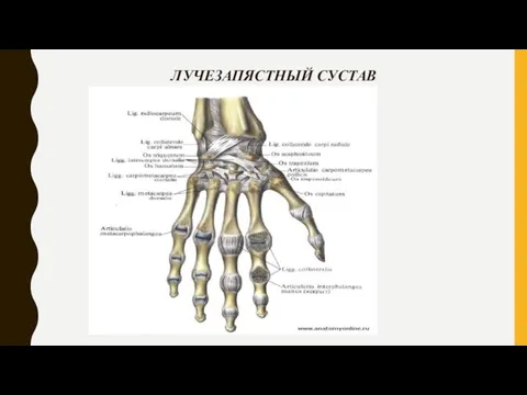 ЛУЧЕЗАПЯСТНЫЙ СУСТАВ